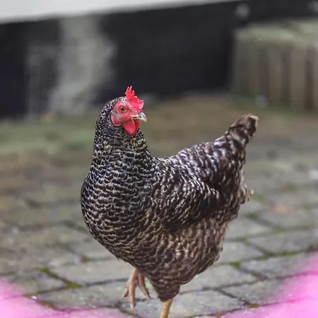 Hébergement de vacances Beautiful In With House Sea View *